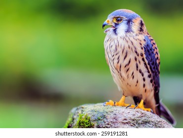 American Kestrel