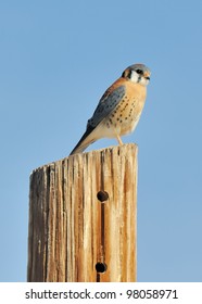 American Kestrel