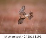 American kestrel actively hunting for bugs