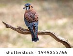 American Kestrel, Brightly coloured American native Kestrel bird of prey (Falco sparverius)