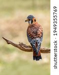 American Kestrel, Brightly coloured American native Kestrel bird of prey (Falco sparverius)