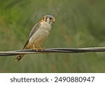 American Kestrel (Falco sparverius) adult male perched on power line

Hope Gardens, Jamaica                      April