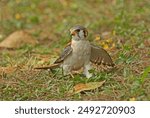 American Kestrel (Falco sparverius) adult male standing on ground on prey

Hope Gardens, Jamaica                      April