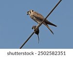 American Kestrel (Falco sparverius) adult female perched on power-line with rodent prey 

Costa Rica                               March