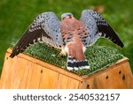 American Kestrel (Falco sparverius) Back to Viewer Stretches Out Wings - captive bird