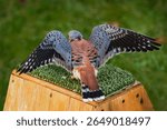 American Kestrel (Falco sparverius) Back to Viewer Flares Wings Out - captive bird