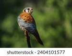 American Kestrel (Falco sparverius) - Bird of Prey