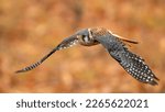 American kestrel (Falco sparverius) in flight, Ohio, USA, North America