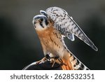 American Kestrel (Falco sparverius) Folds Wings While Sitting on Handler
