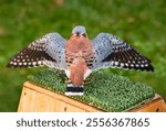 American Kestrel (Falco sparverius) Gently Flapping Wings with Back to Viewer - captive bird