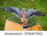 American Kestrel (Falco sparverius) Looks to Side and Gently Flaps Wings - captive bird