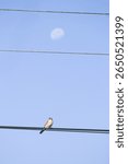 American Kestrel (Falco sparverius) of Lules