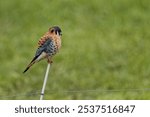 An American kestrel (Falco sparverius) on a white stick and blurred green background