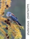 American kestrel (Falco sparverius) on a branch.                                                      