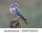 American kestrel (Falco sparverius) on a branch.   