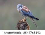 American kestrel (Falco sparverius) on a branch.   