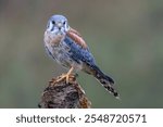 American kestrel (Falco sparverius) on a branch.                        