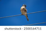 American kestrel (Falco sparverius) perched on a power line in Cotacachi, Ecuador