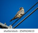 American kestrel (Falco sparverius) perched on a power line against a clear blue sky.