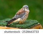 American Kestrel ( Falco sparverius) Stands on One Foot on Perch - captive bird