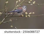 An American Kestrel looking at the photographer
