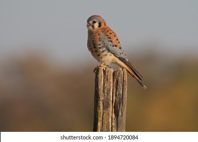 American Kestrel Male Facing Left Landscape View - Powered by Shutterstock