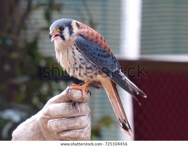 American Kestrel On Falconry Puy Du Stock Photo Edit Now