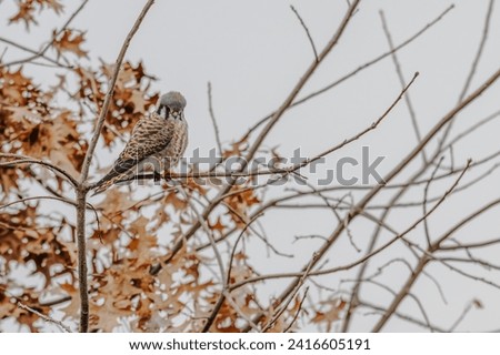 American kestrel perched in a bare tree in winter, dead leaves in the background.