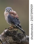 An American Kestrel perched on a tree trunk
