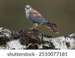 An American Kestrel perched on a tree trunk looking up
