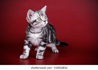 American kitten