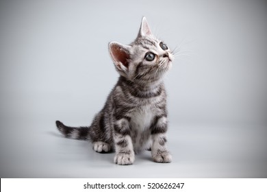 American kitten