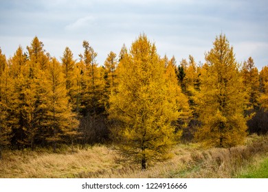 American Larch (genus Larix) Or Tamarack Tree In Autumn