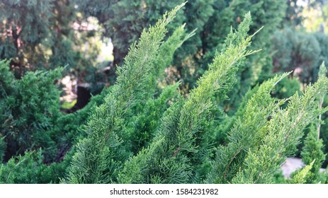 American Larch Tree In The Garden