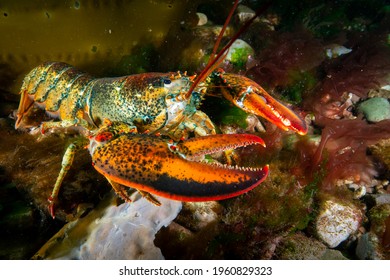 American lobster underwater foraging for food on rocky bottom.