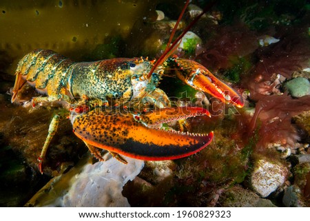 American lobster underwater foraging for food on rocky bottom.
