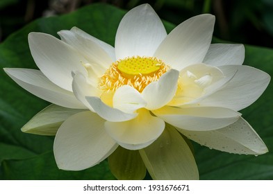 American Lotus White Yellow Flower 