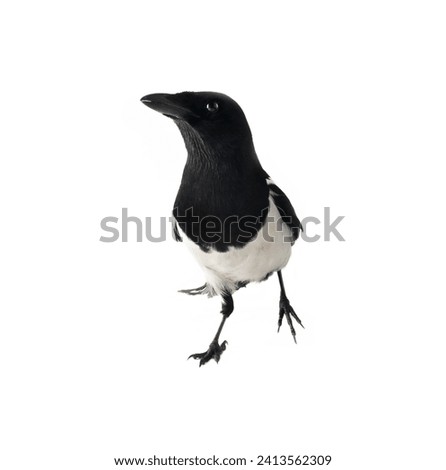 The American magpie (Pica pica) was filmed in different poses and angles. Assertiveness and overconfidence interpretation. Isolated on white