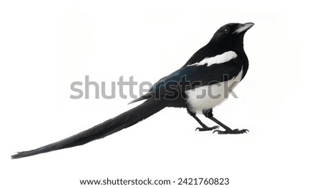 The American magpie (Pica pica) was filmed in different poses and angles. Calling, challenging behavior interpretation. Isolated on white