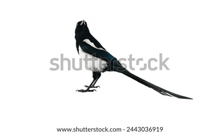 The American magpie (Pica pica) was filmed in different poses and angles. Calling, challenging behavior interpretation