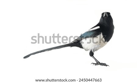 The American magpie (Pica pica) was filmed in different poses and angles. Calling, challenging behavior interpretation. Isolated on white