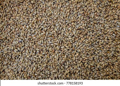 American malt 2 rows