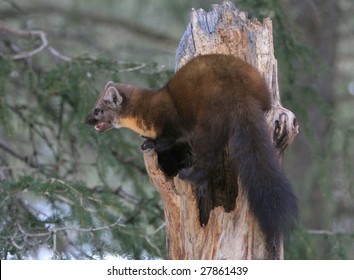 American Marten