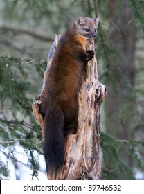 American Marten