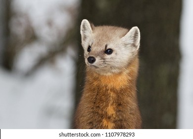 American Marten (Martes Americana)