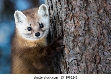 American Marten - Martes americana, climbing a pine tree trunk, making eye contact.  Background is bokeh of skylight through the forest.
