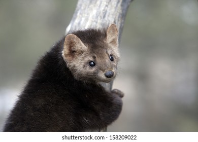 American Marten, Martes Americana, Montana, USA          