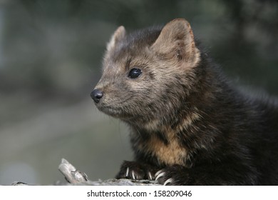 American Marten, Martes Americana, Montana, USA          