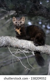 American Marten, Martes Americana, Montana, USA          