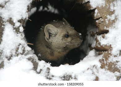 American Marten, Martes Americana, Montana, USA          